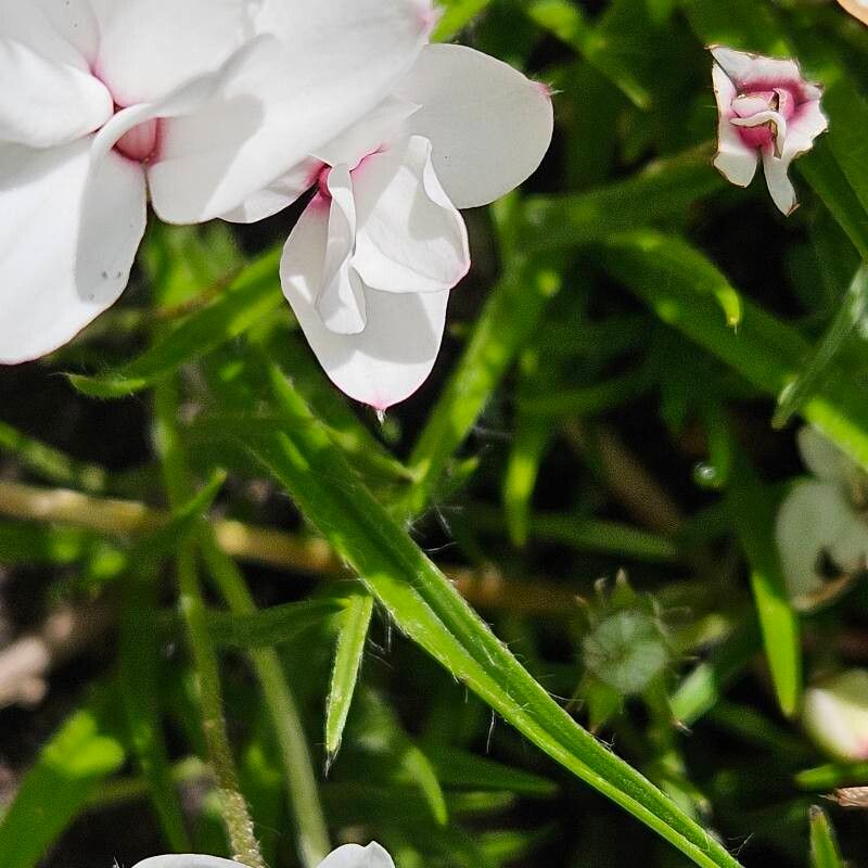 Hypoxis baurii — related species from the same genus