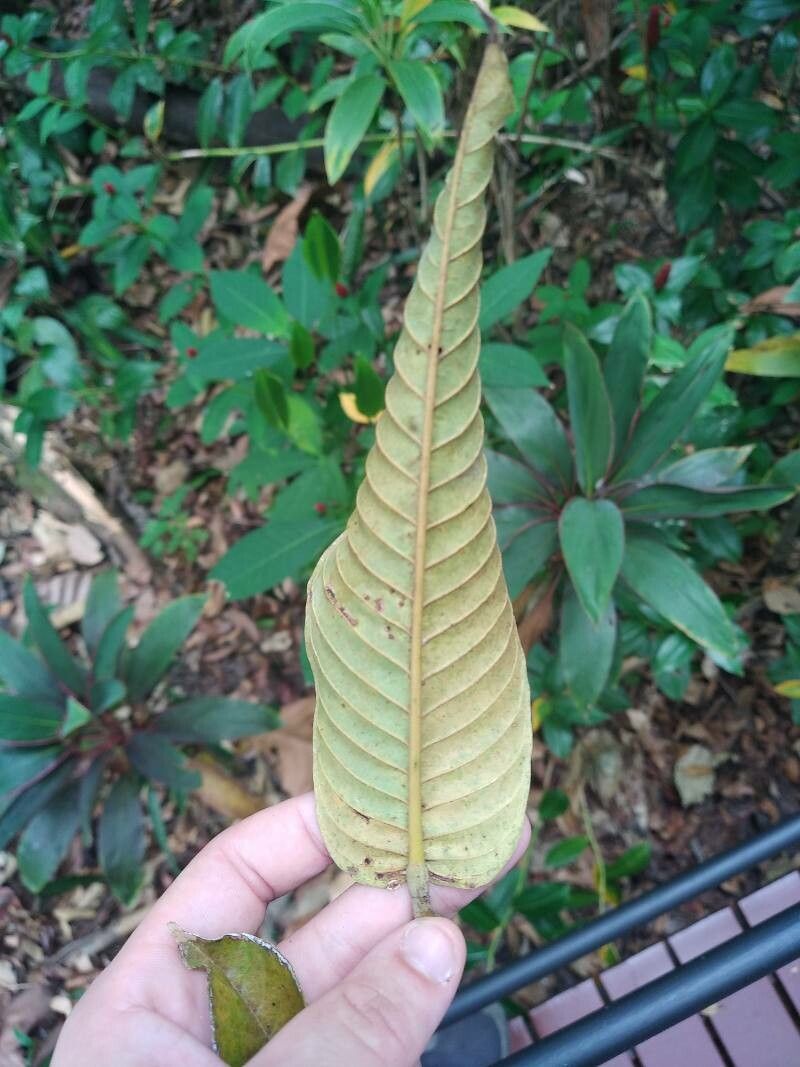 Shorea symingtonii leaf