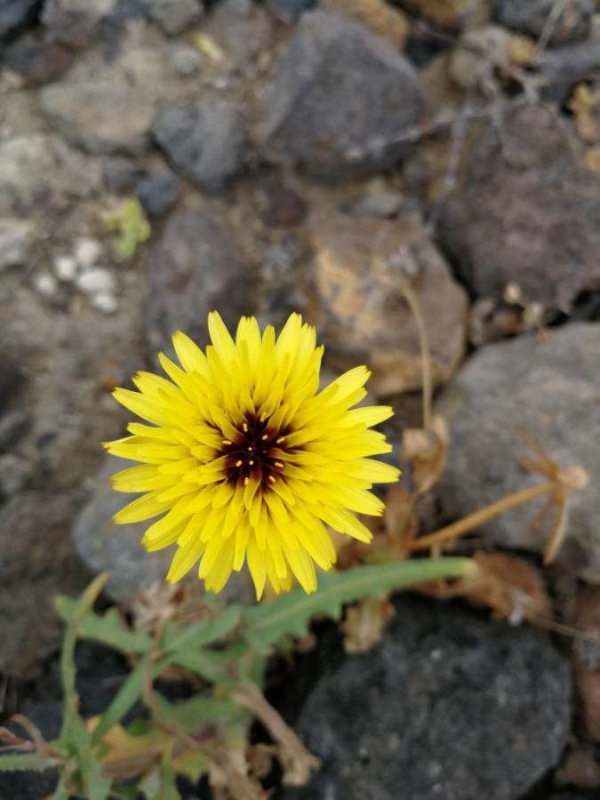 Reichardia tingitana flower