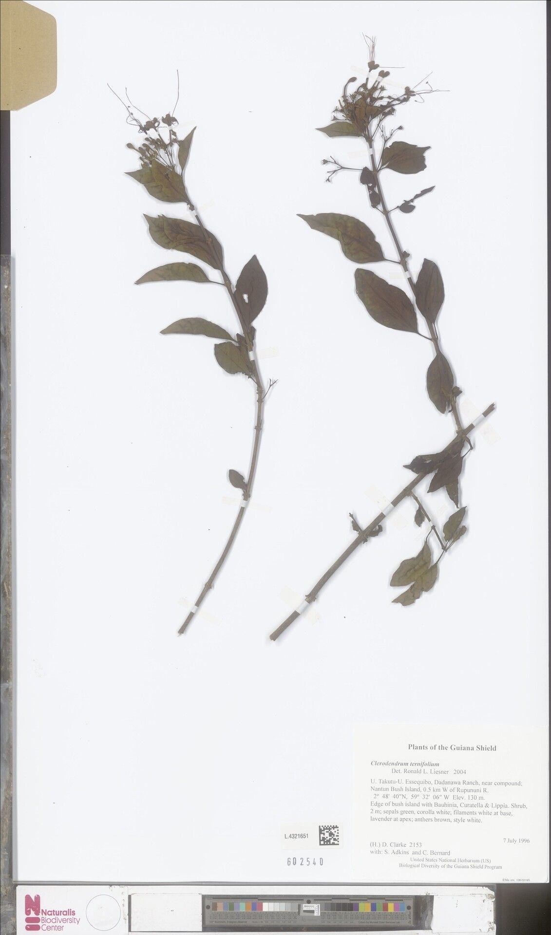 Clerodendrum madagascariense — houseplant care guide