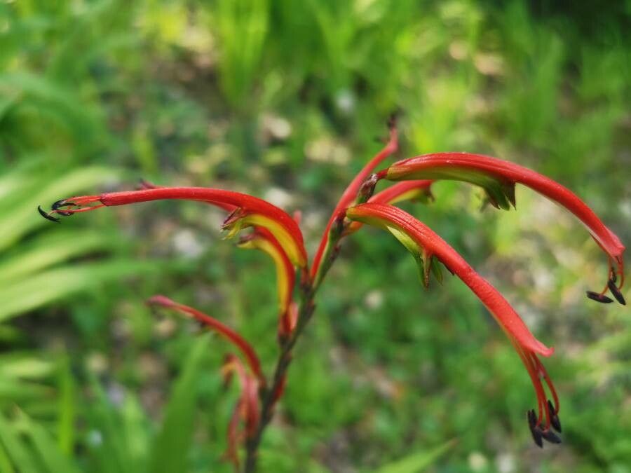 Chasmanthe bicolor flower