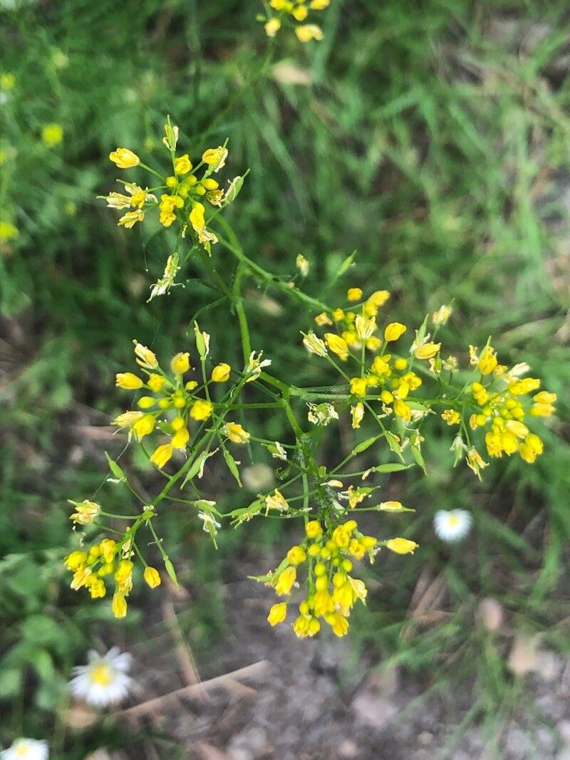 Rorippa pyrenaica flower
