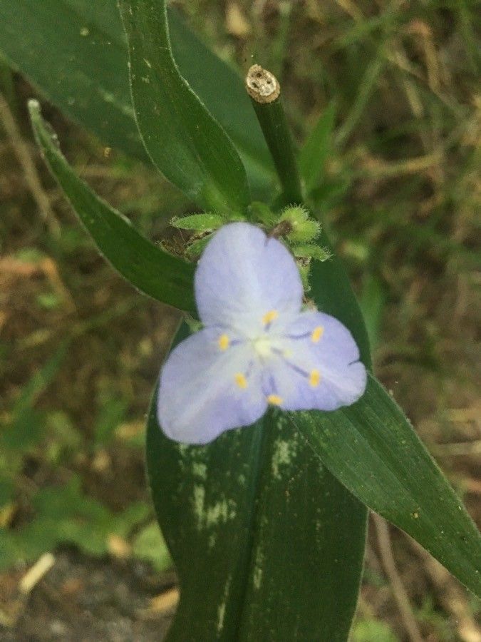 Tradescantia reverchonii flower