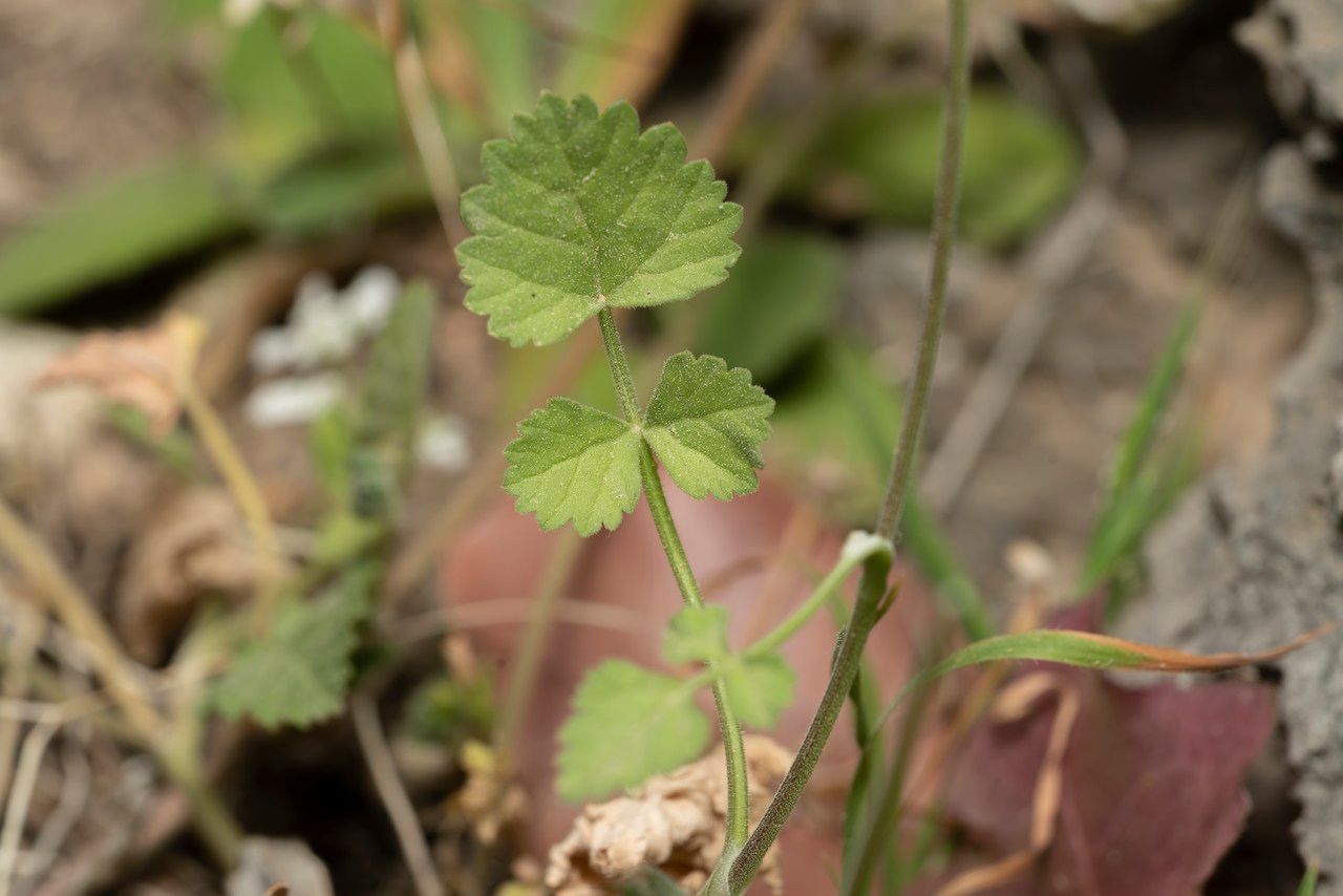 Tordylium aegaeum leaf