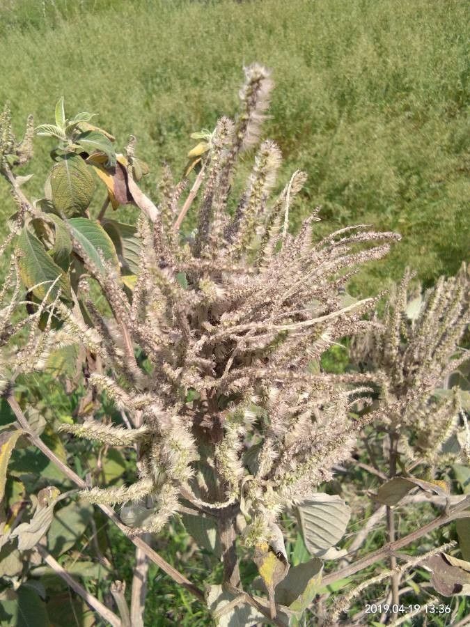 Colebrookea oppositifolia flower