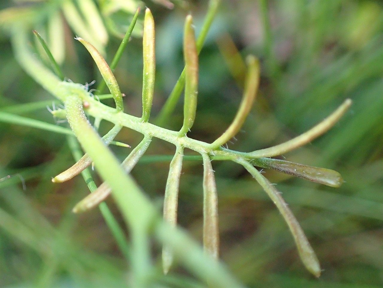 Rorippa pyrenaica fruit
