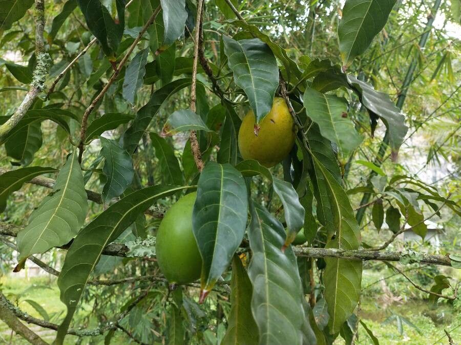 Pouteria caimito fruit