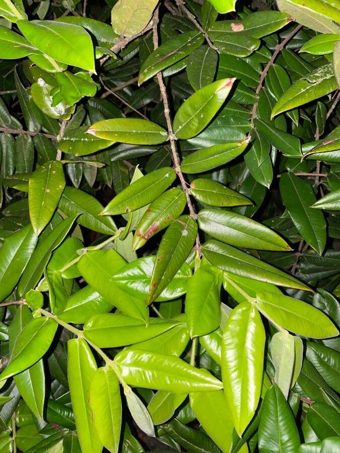 Myrciaria glazioviana leaf