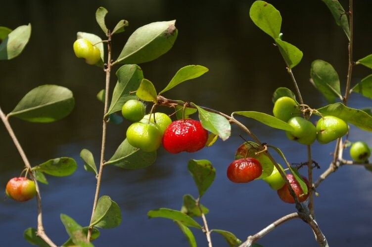 Eugenia inundata fruit