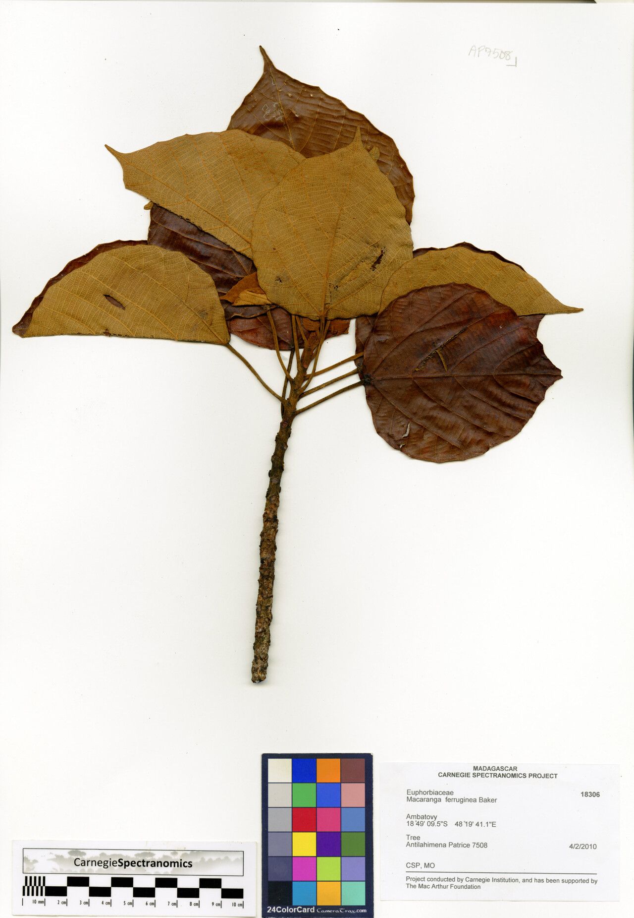 Macaranga ferruginea — houseplant care guide