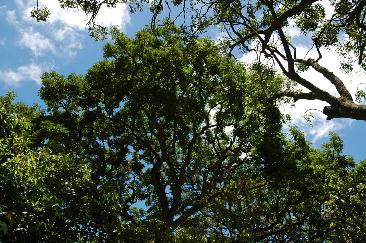 Roseodendron donnell-smithii — search result for 'Panama'