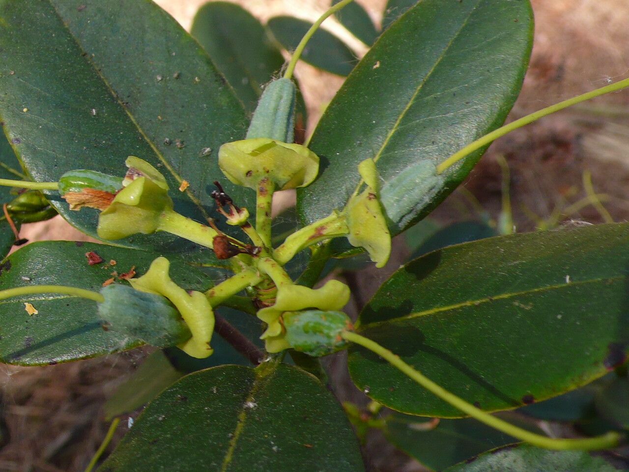 Rhododendron stewartianum fruit