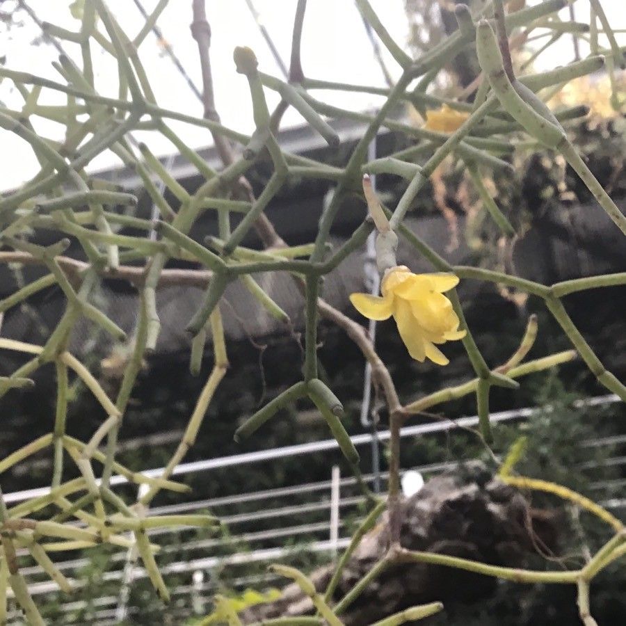 Rhipsalis clavata flower