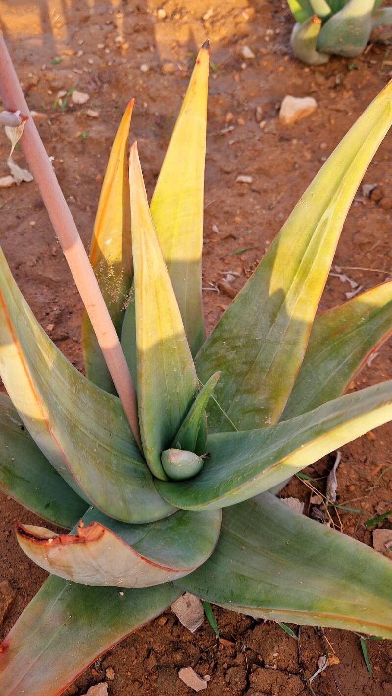 Aloe inermis — houseplant care guide