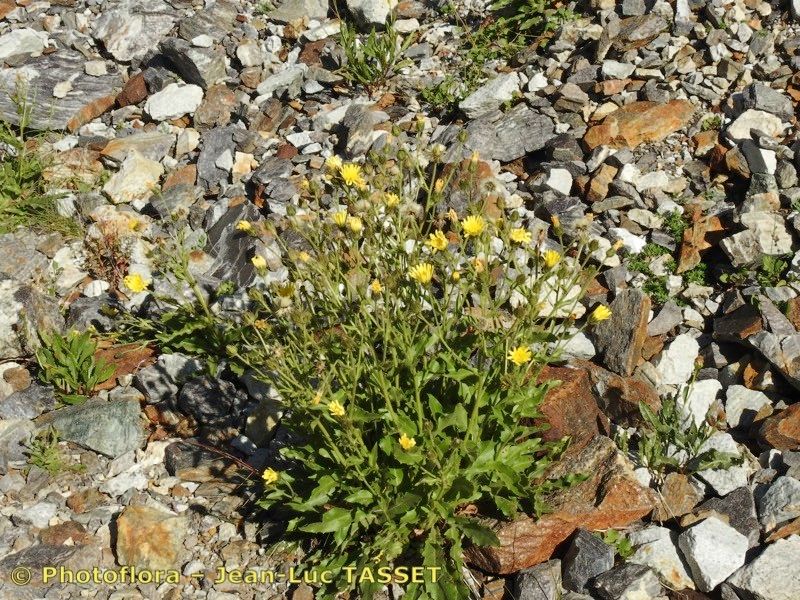 Hieracium neopicris habit