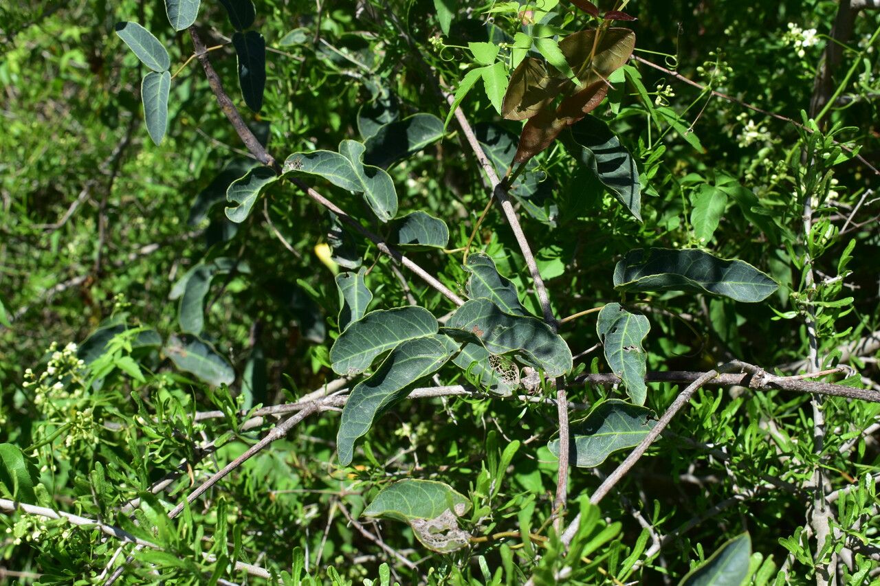 Dolichandra cynanchoides habit