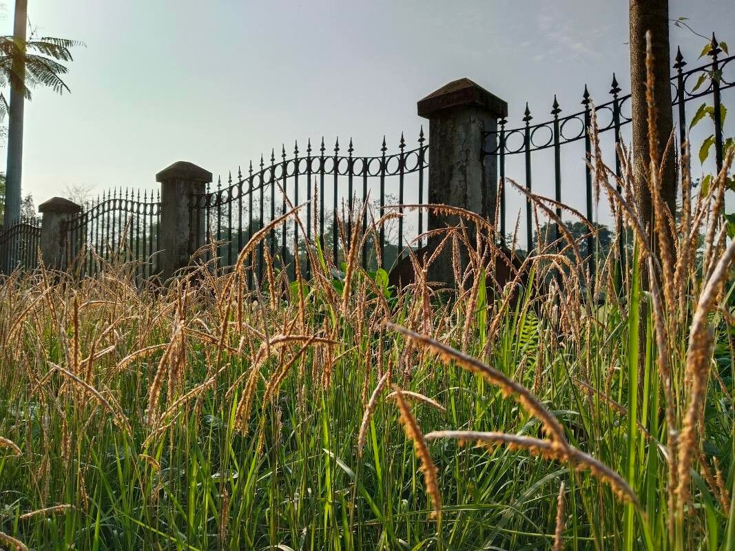 Acacia catechu flower
