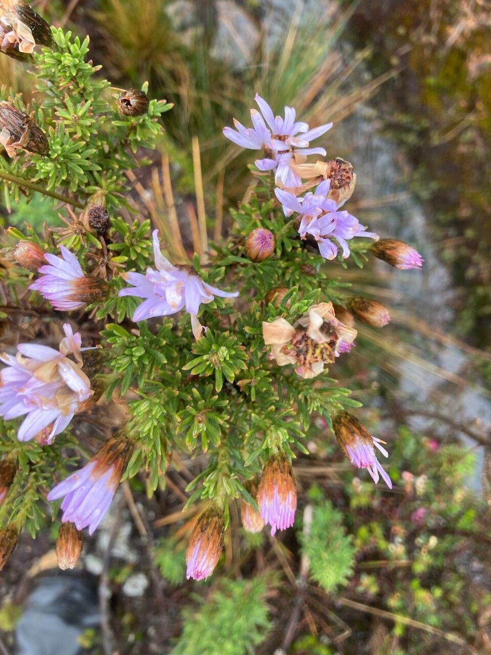 Diplostephium glandulosum — related species from the same genus