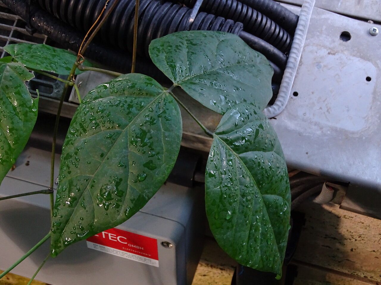 Coccinia grandis leaf