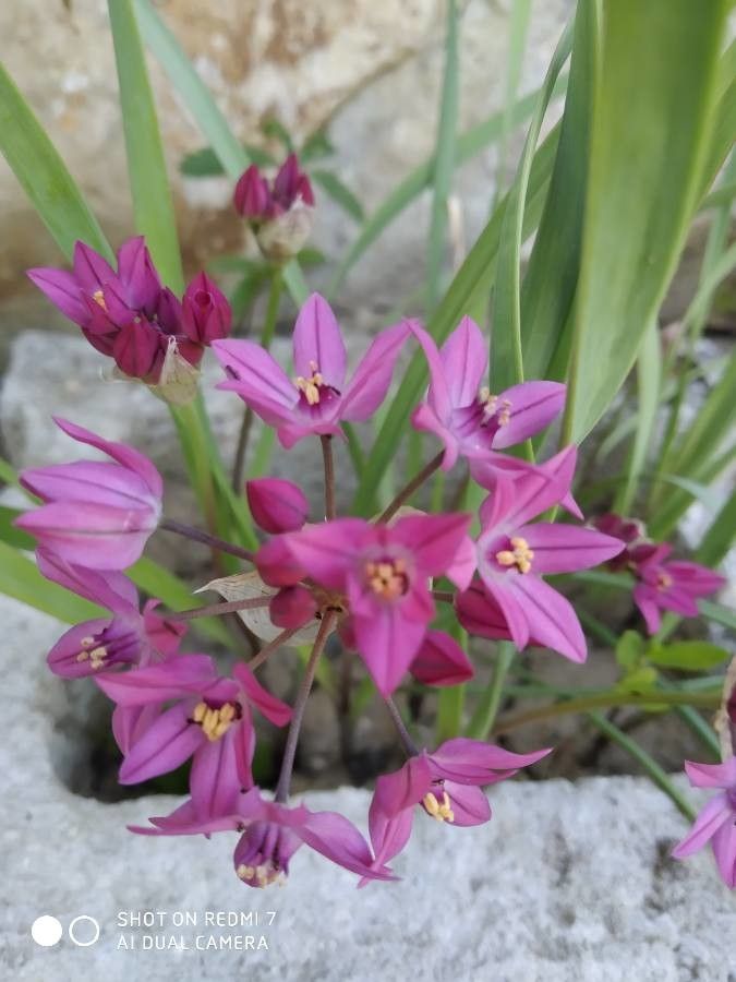Allium peninsulare flower