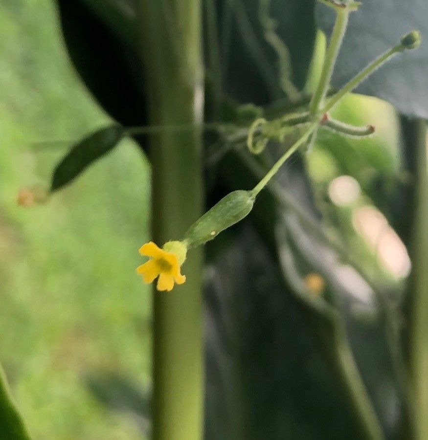 Melothria scabra flower