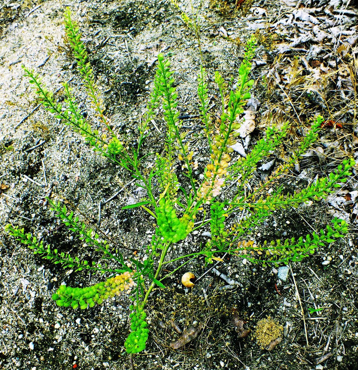 Lepidium densiflorum fruit