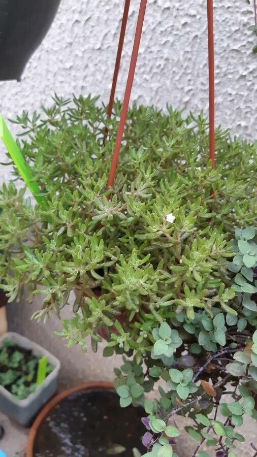 Crassula humbertii habit