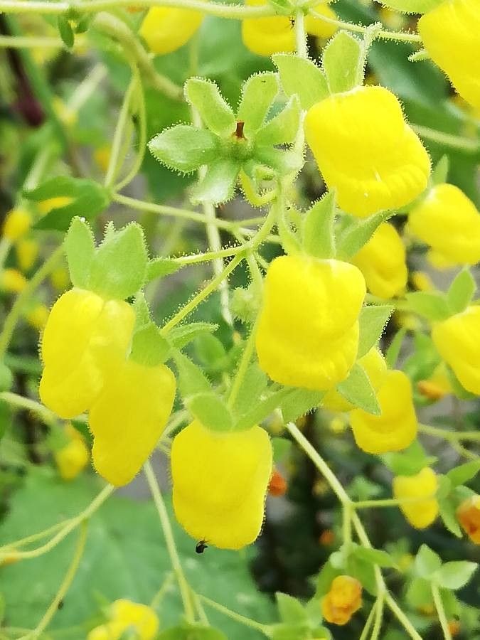 Calceolaria petioalaris — houseplant care guide