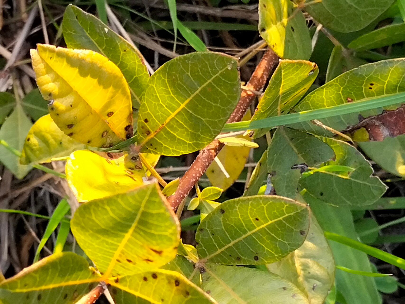 Searsia laevigata — houseplant care guide