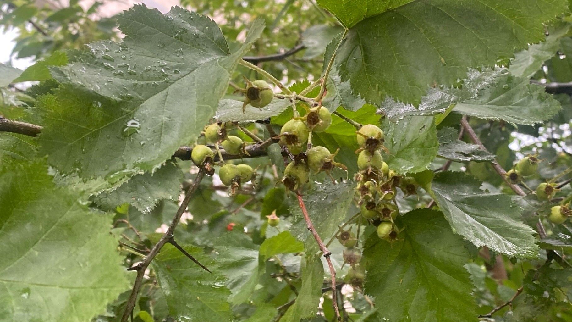 Crataegus submollis fruit