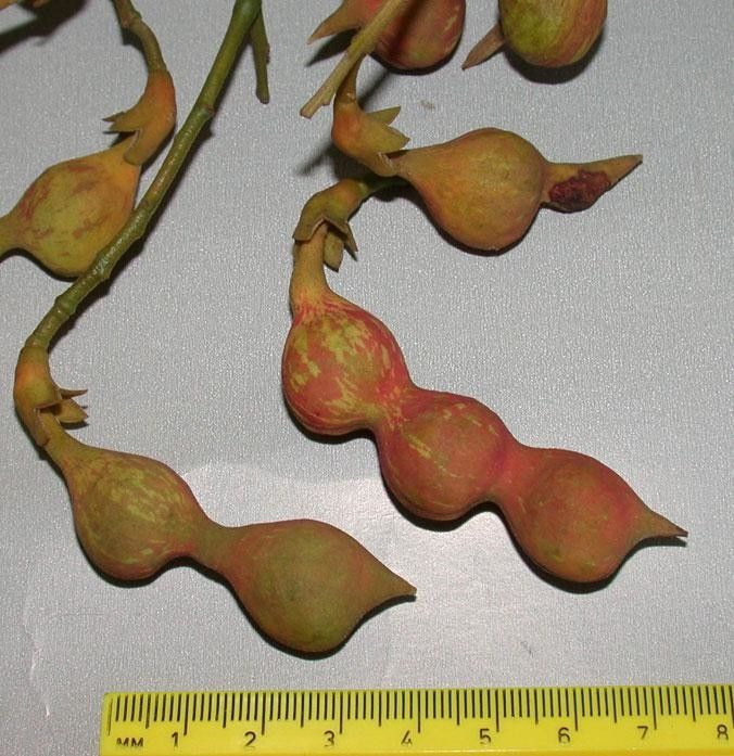 Ormosia intermedia other