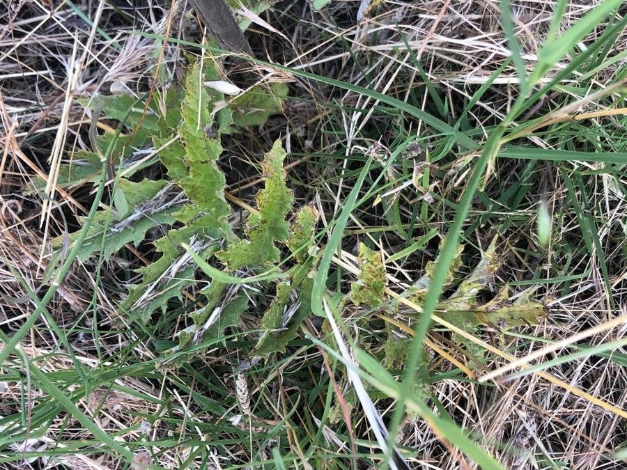 Cynara tournefortii leaf