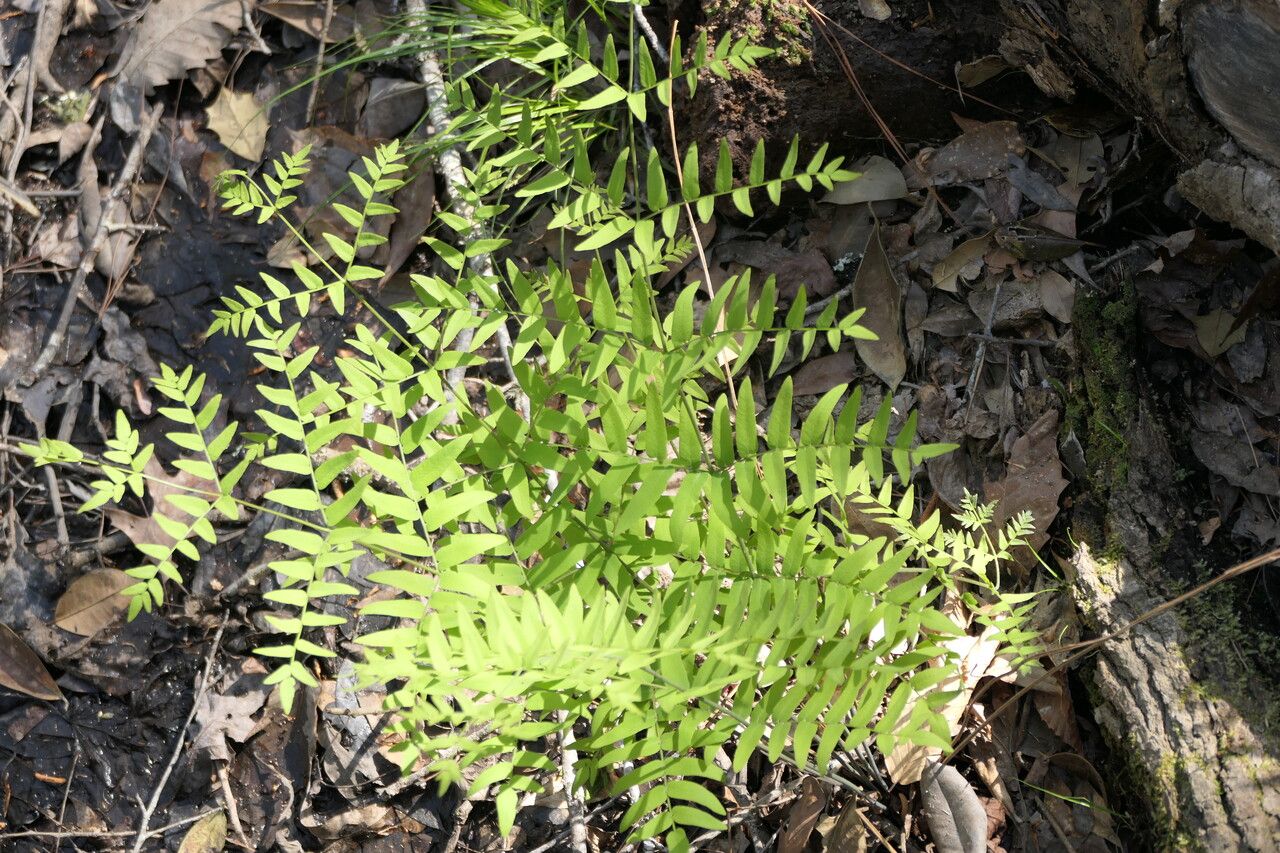 Osmunda spectabilis — houseplant care guide