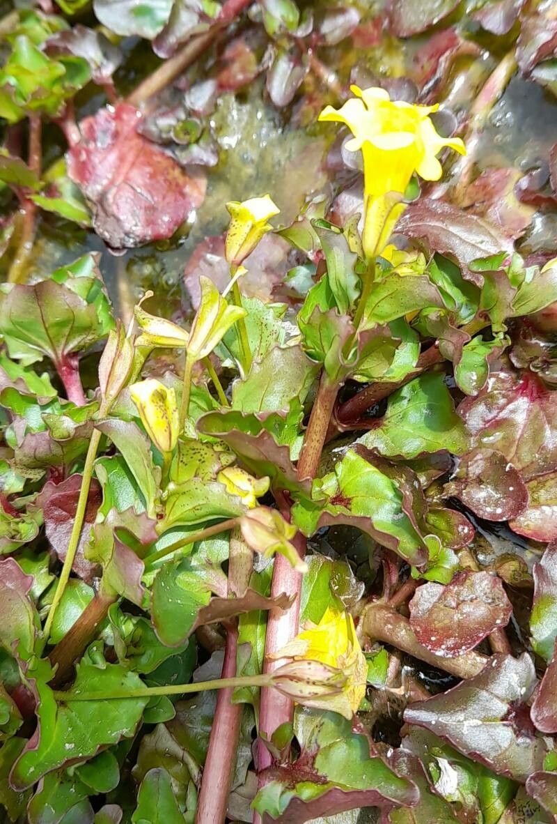 Mimulus glabratus flower