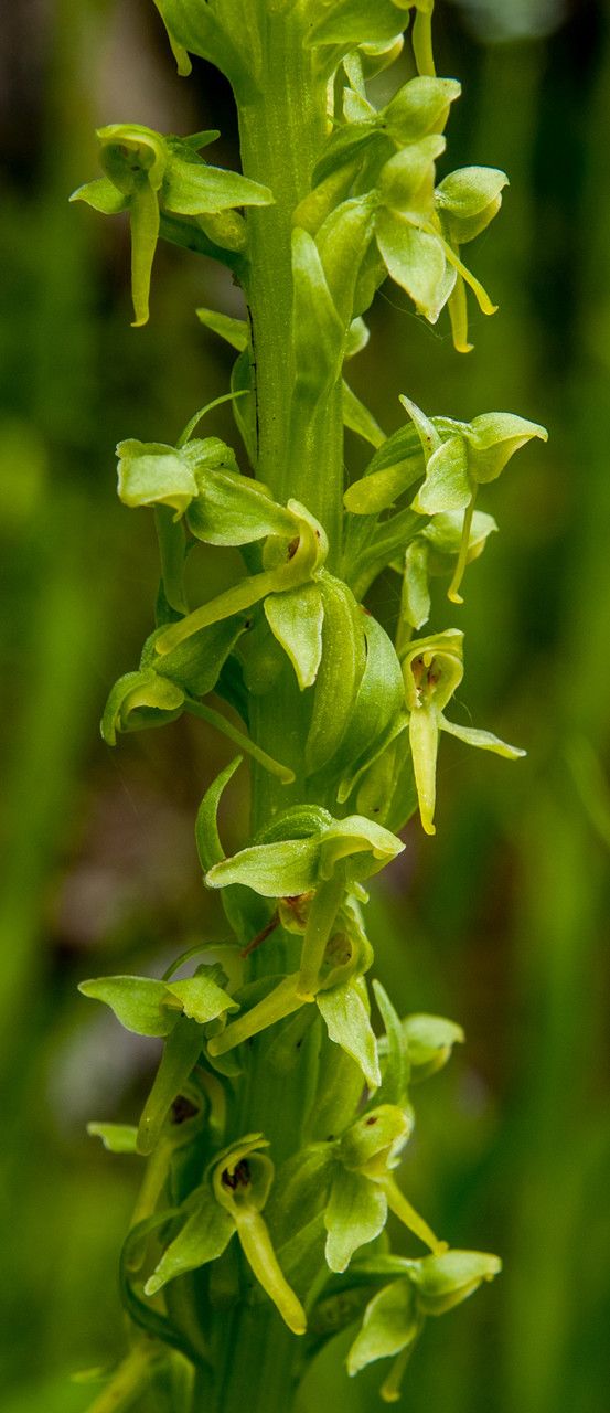 Platanthera stricta — search result for 'Platanthera'