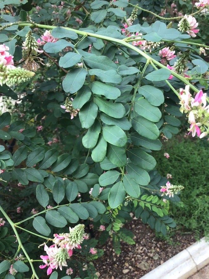 Indigofera jucunda — search result for 'Indigofera'