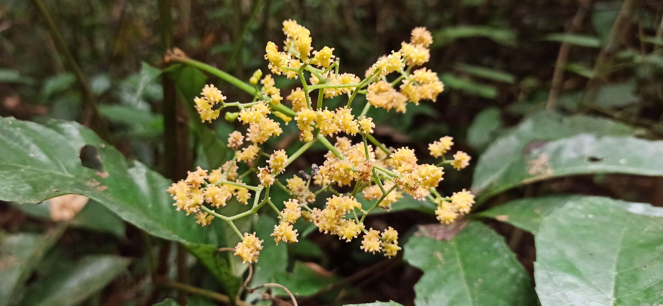 Myrianthus preussii flower