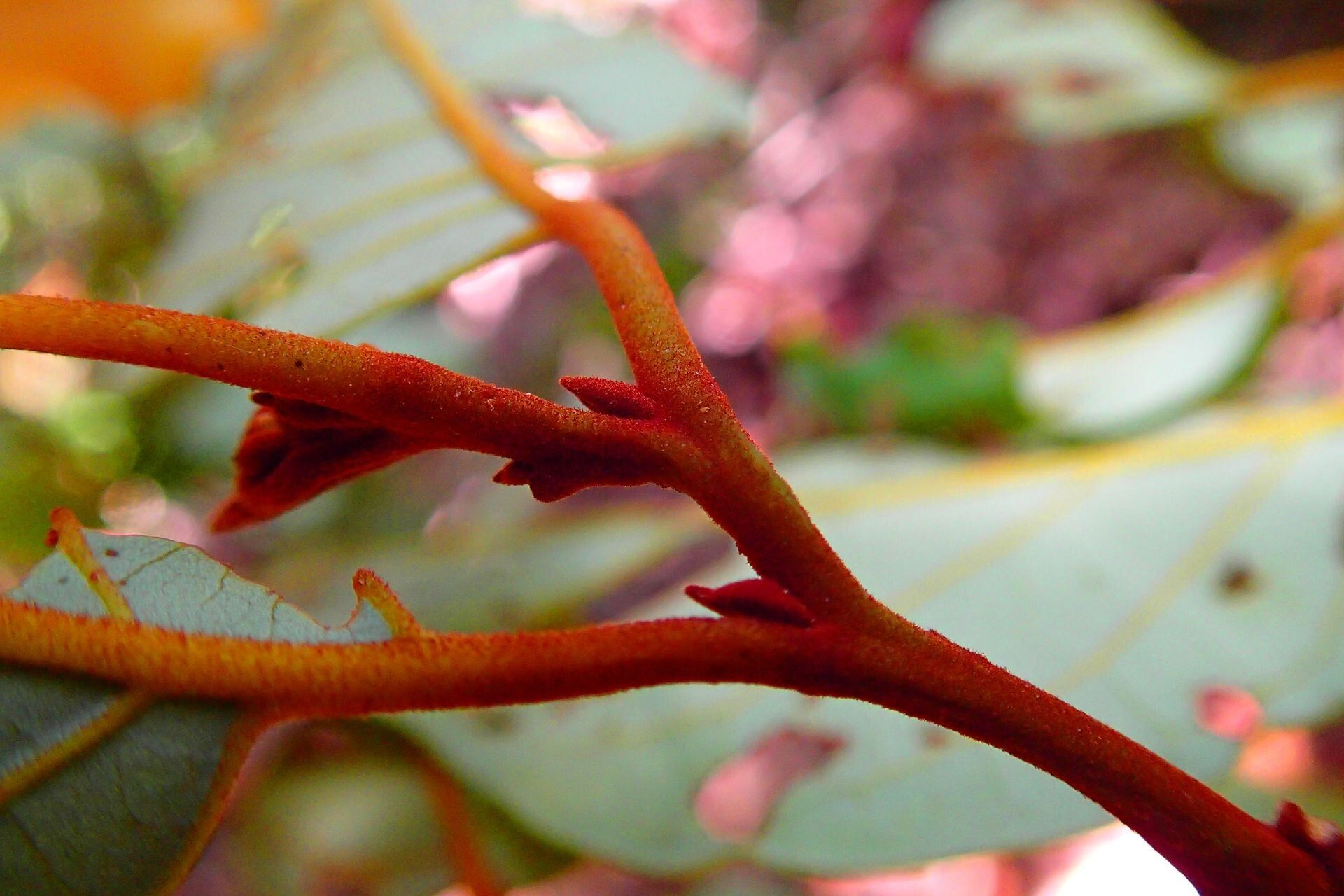 Cryptocarya pluricostata bark