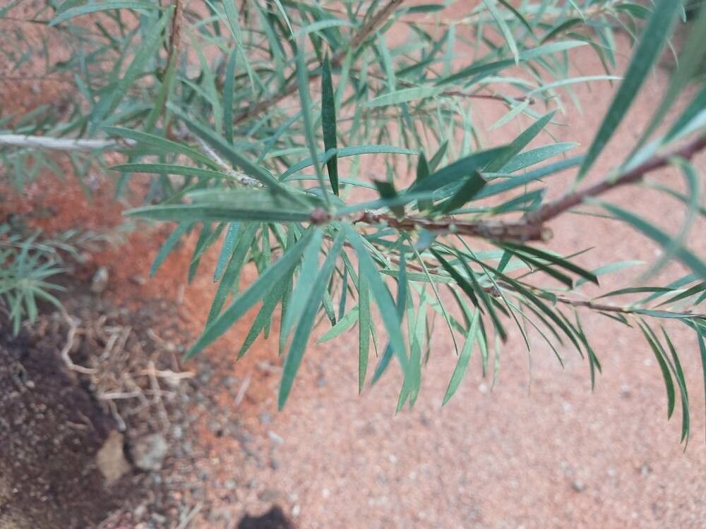 Melaleuca phoenicea — houseplant care guide