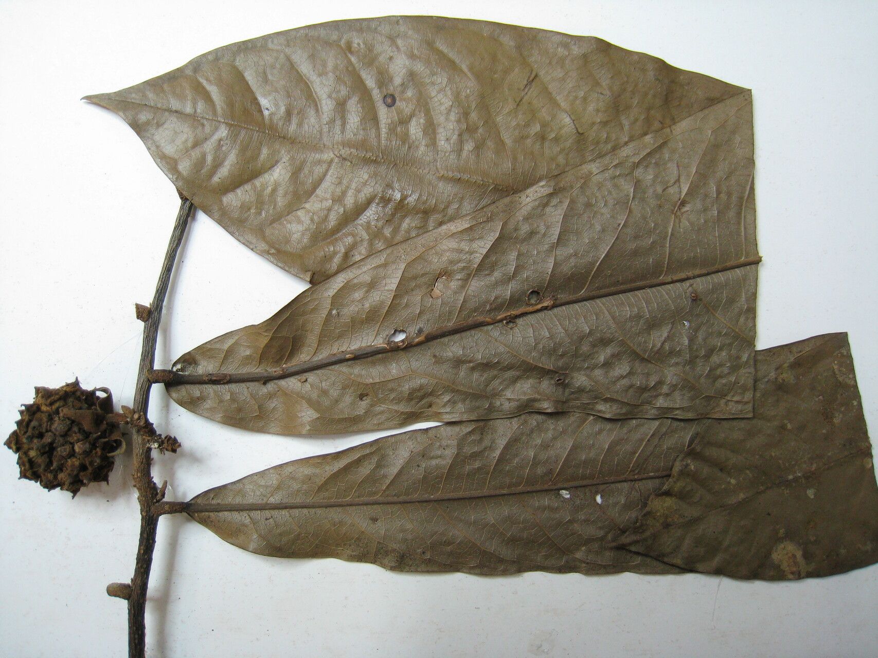 Duguetia eximia other