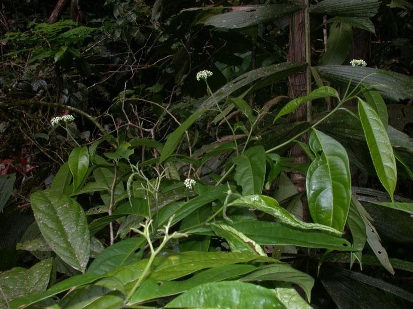Cordia porcata habit