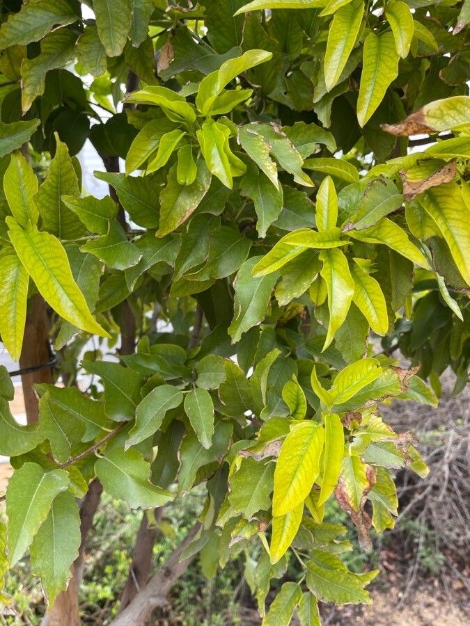 Melicoccus bijugatus leaf
