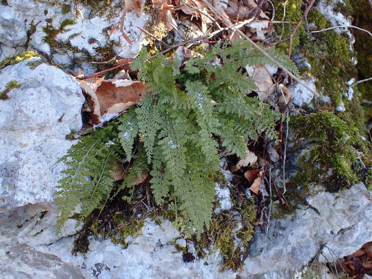 Asplenium exiguum habit