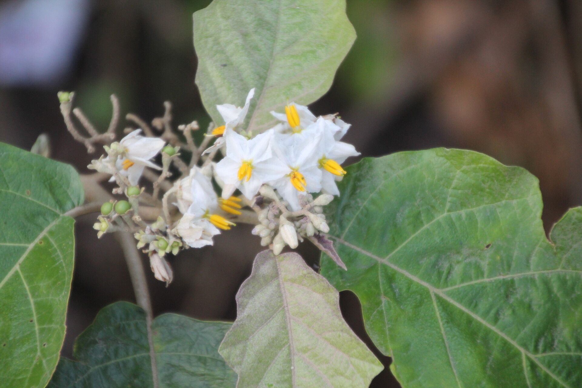 Solanum whalenii flower