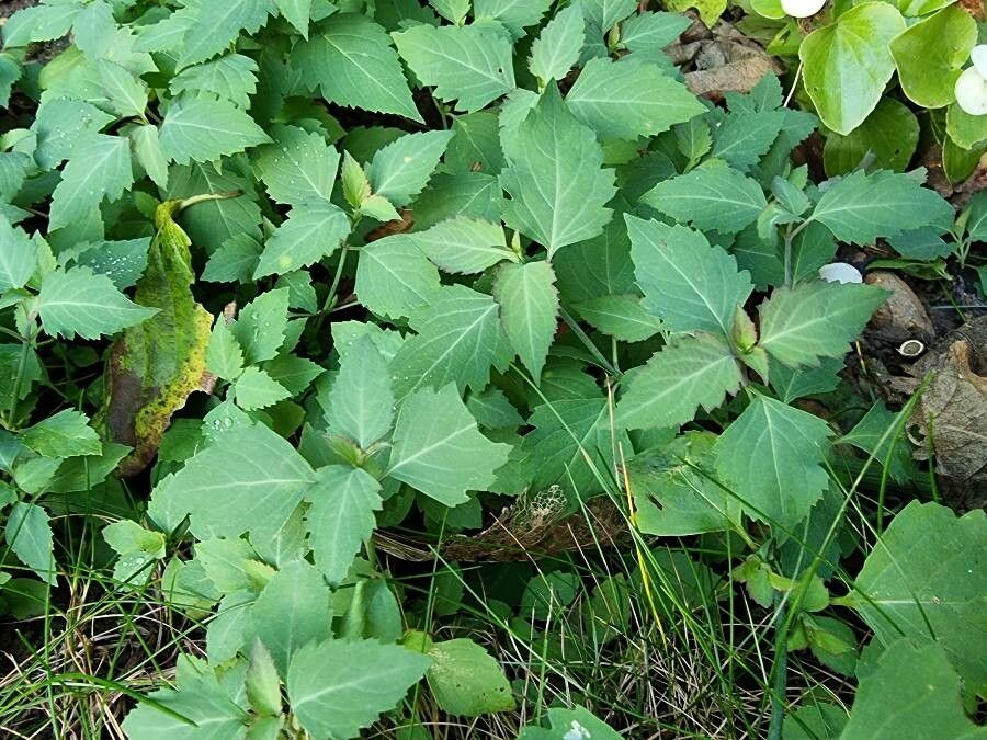 Phryma leptostachya leaf