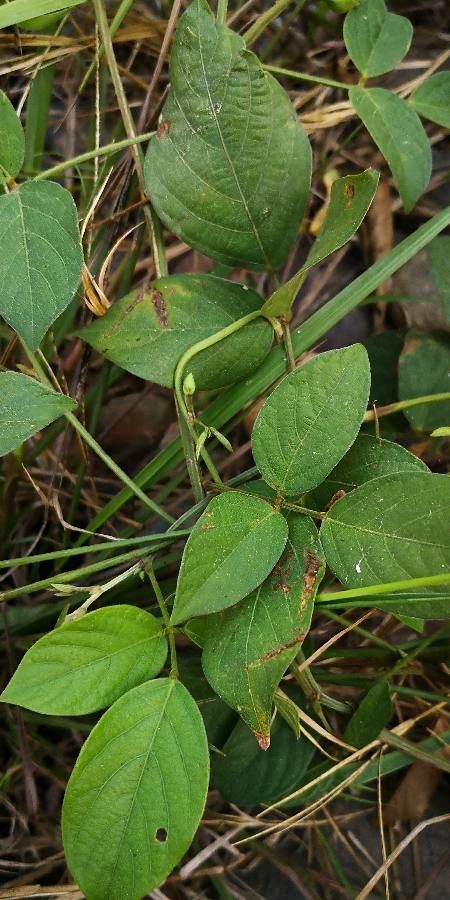 Centrosema pubescens leaf
