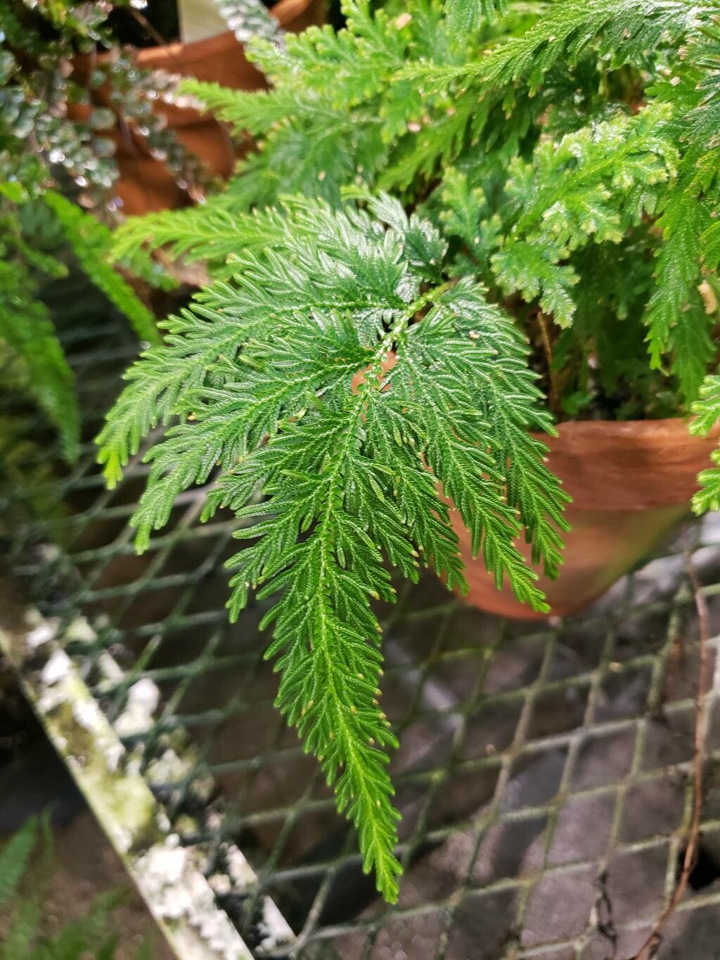 Selaginella anceps