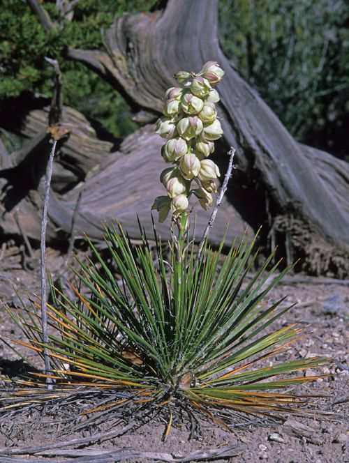 Yucca baileyi habit