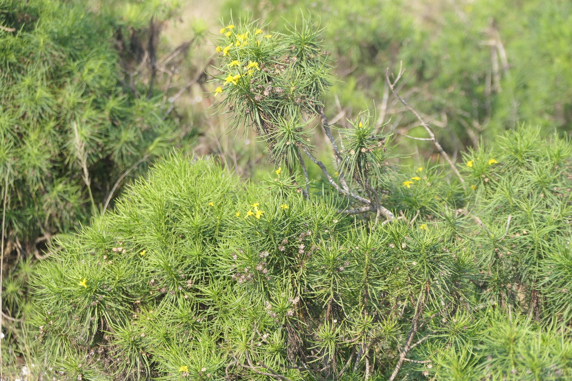 Senecio linifolius habit