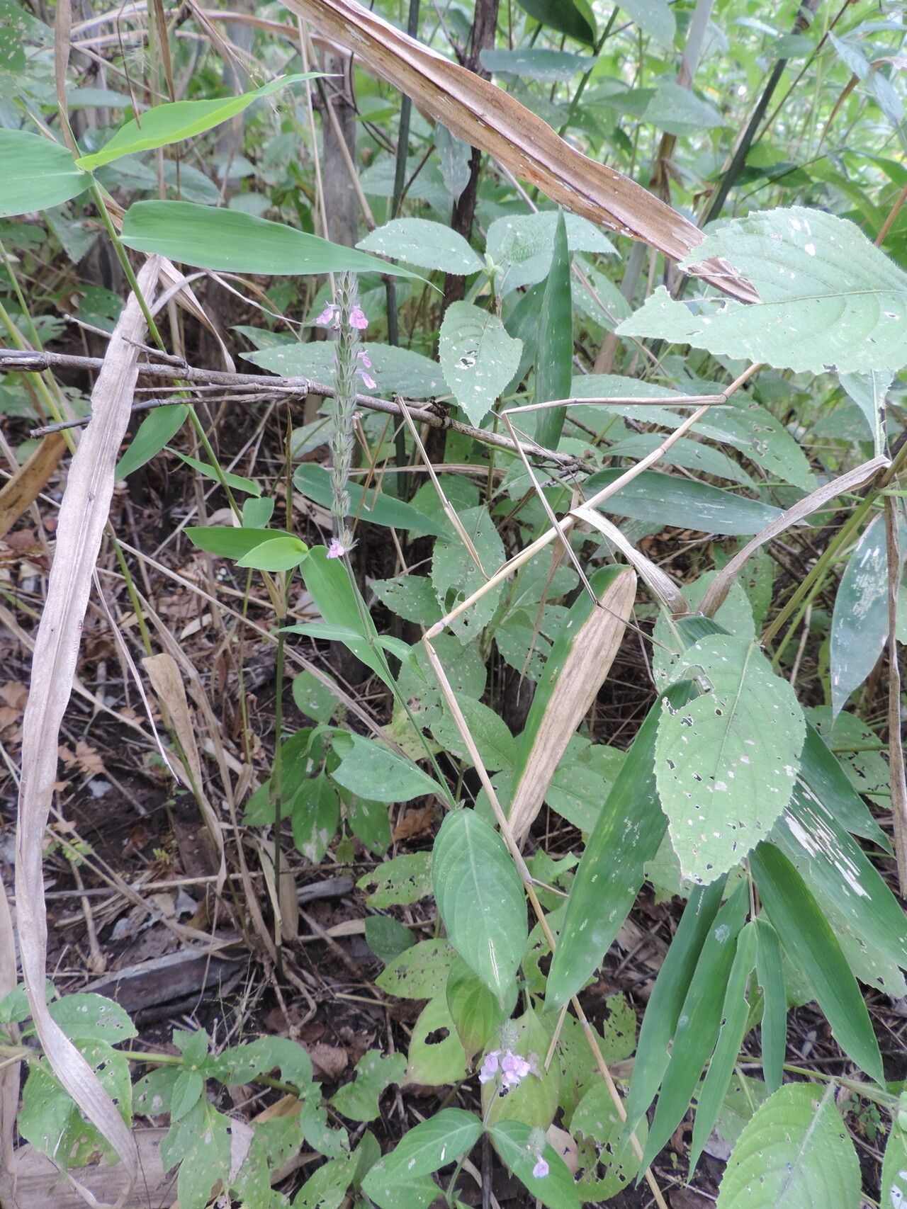 Justicia nyassana habit